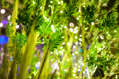 Kobe at night in green again