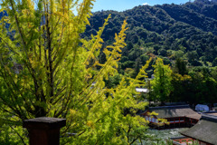 Gingko tree