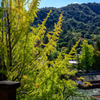 Gingko tree