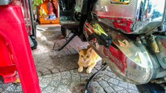 Cat under the motorcycle