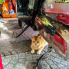 Cat under the motorcycle