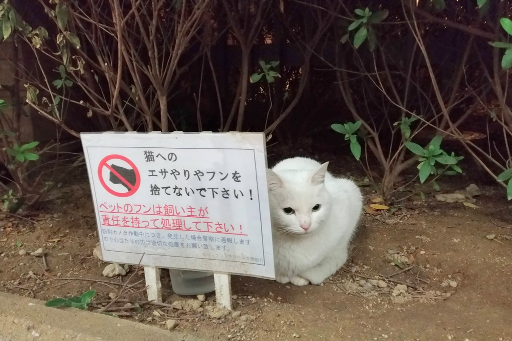 Roadside cat