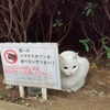 Roadside cat