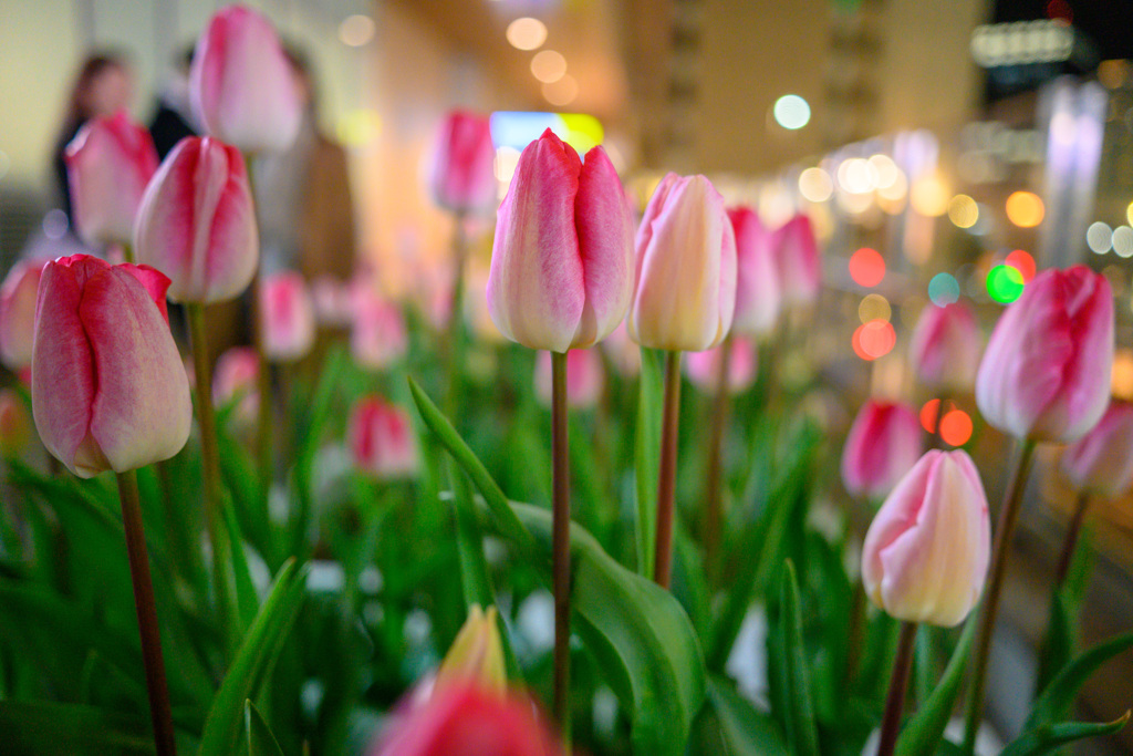Flowers in the city