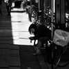 A Girl in the shadows