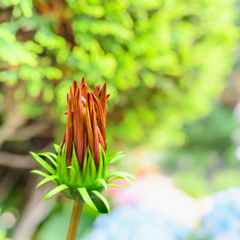 Flower bud