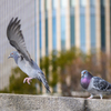 Pigeons