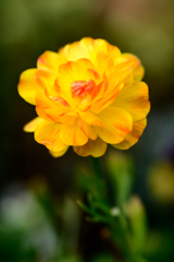 Ranunculus