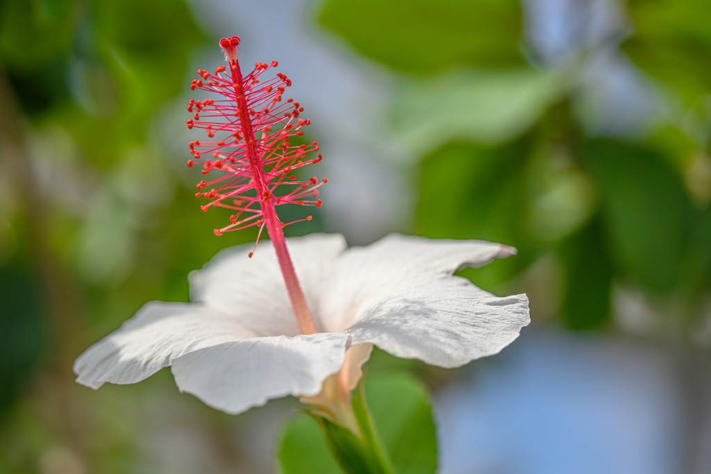 Hibiscus