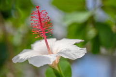 Hibiscus