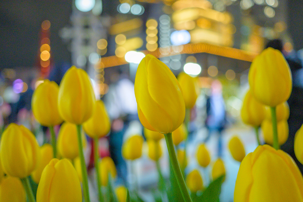 Flowers in the city