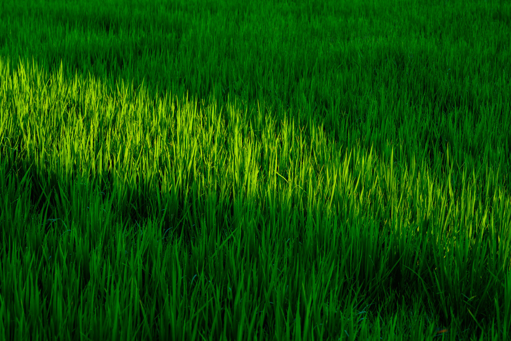 Paddy field