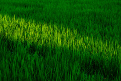 Paddy field