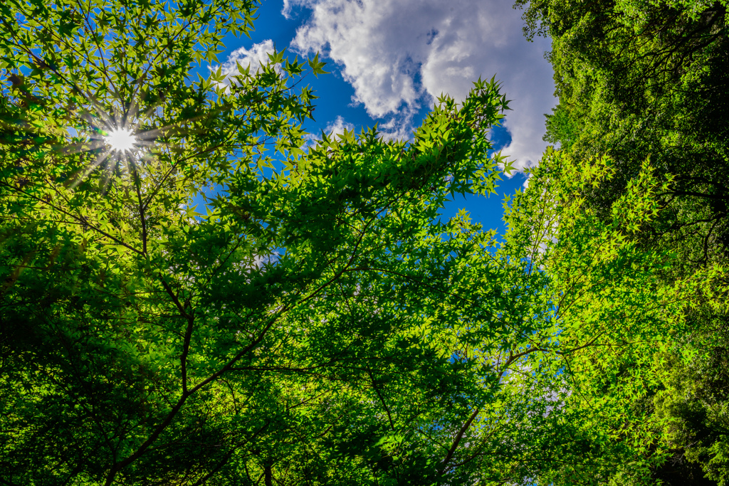 Sunlight on leaves