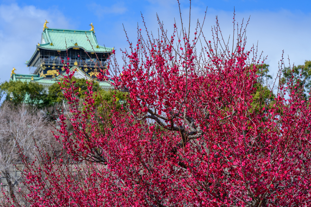 With Osaka Castle