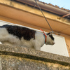 A cat