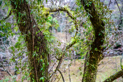 Moss-covered trees