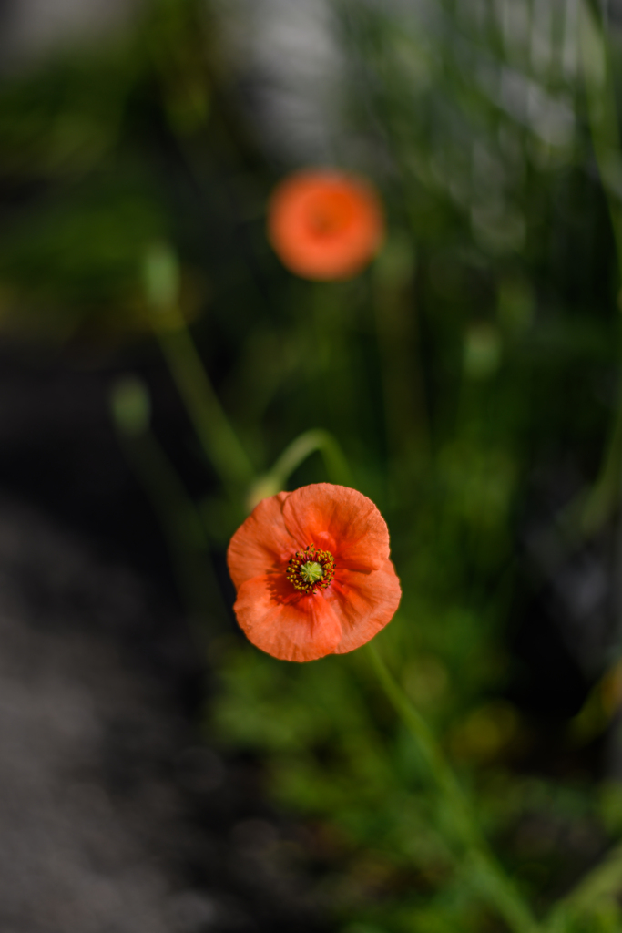 Long-headed poppy