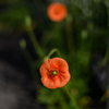 Long-headed poppy