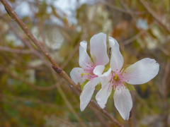 Cherry blossoms in November