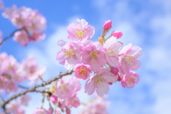 Cherry blossoms