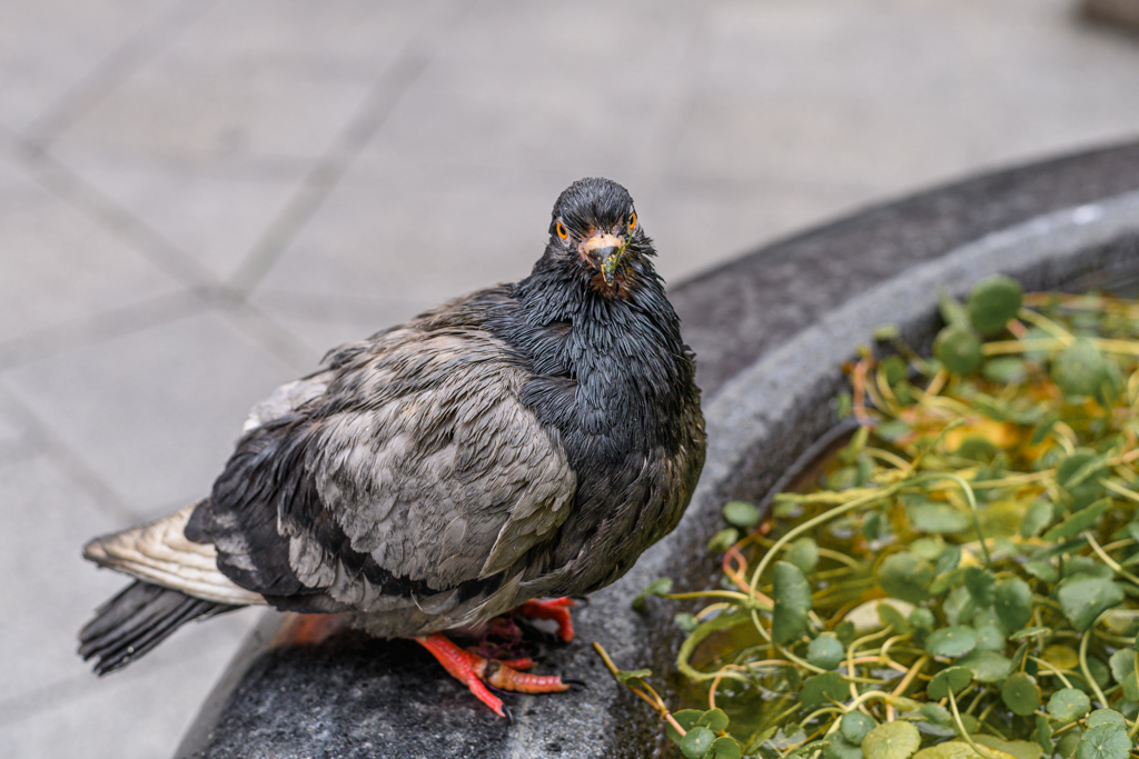 Orange-eyed pigeon