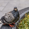 Orange-eyed pigeon