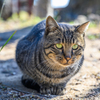 A cat