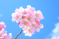 Cherry blossoms