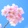 Cherry blossoms