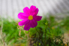 A flower