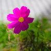 A flower
