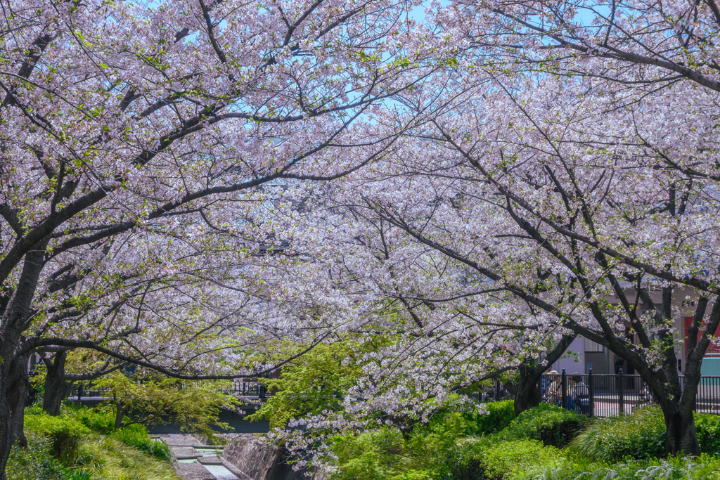 Cherry blossoms