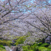 Cherry blossoms