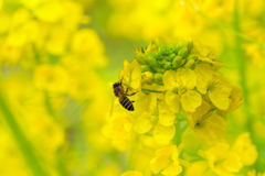 Flowers and...