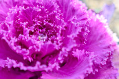 Cabbage
