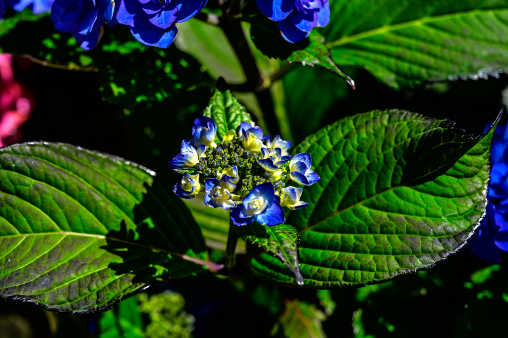 Hydrangea