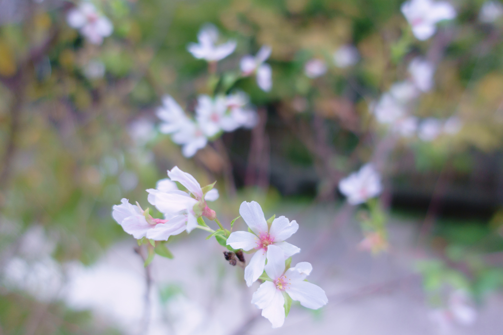 Cherry blossoms in October