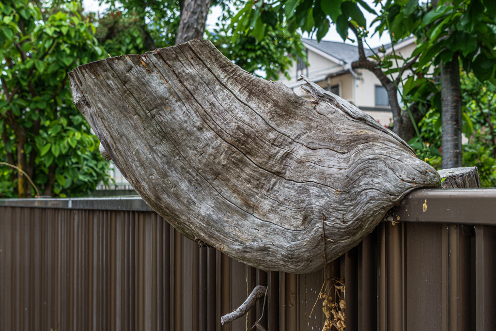 Tree overhanging a fence
