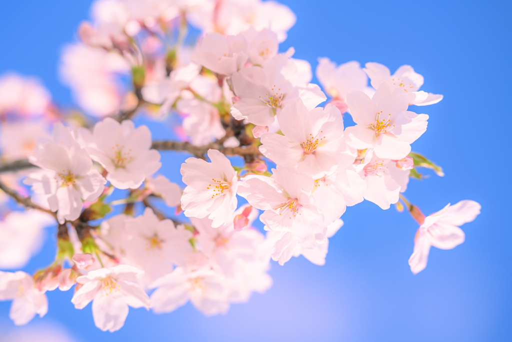 Cherry blossoms