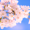 Cherry blossoms