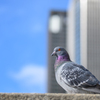 Pigeon