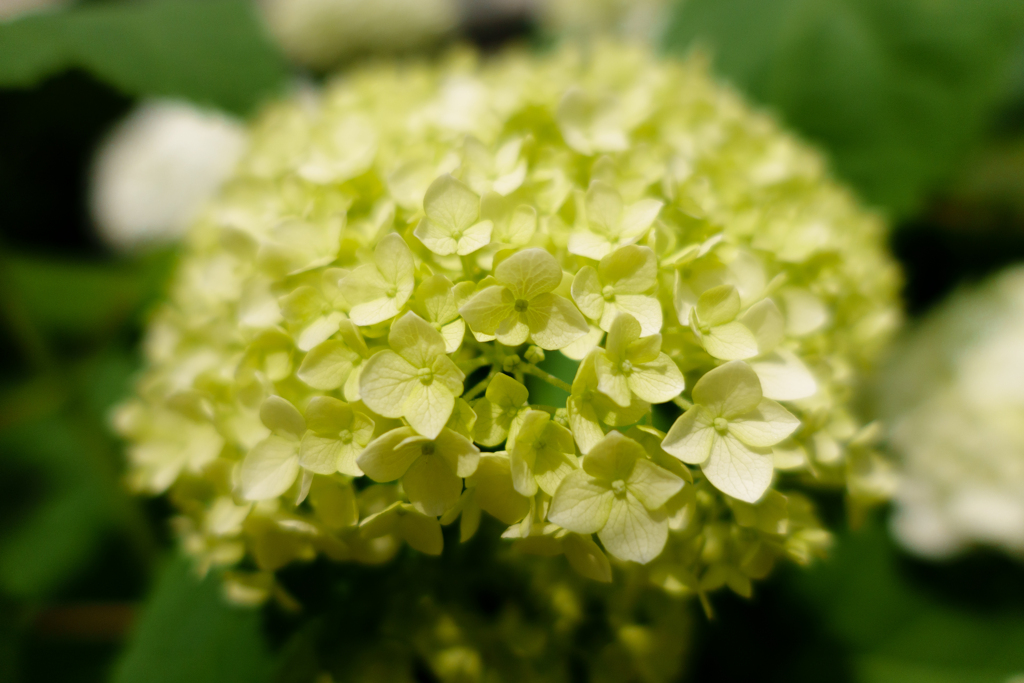 Hydrangea