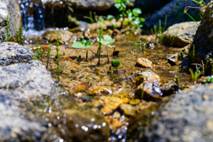 Creek