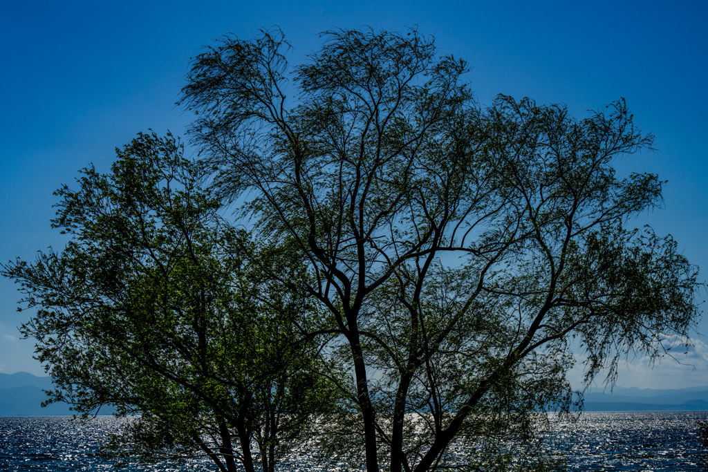 Trees hiding the lake view