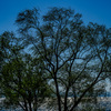 Trees hiding the lake view