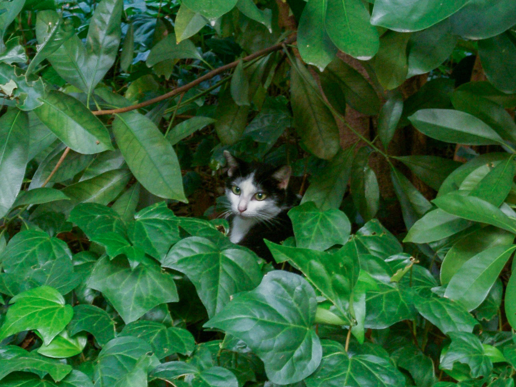 Cat in the bush