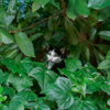 Cat in the bush
