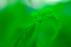 Green on green
