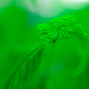 Green on green
